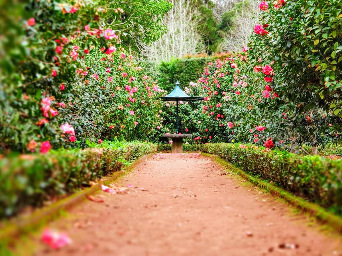 Home surrounded by greenery