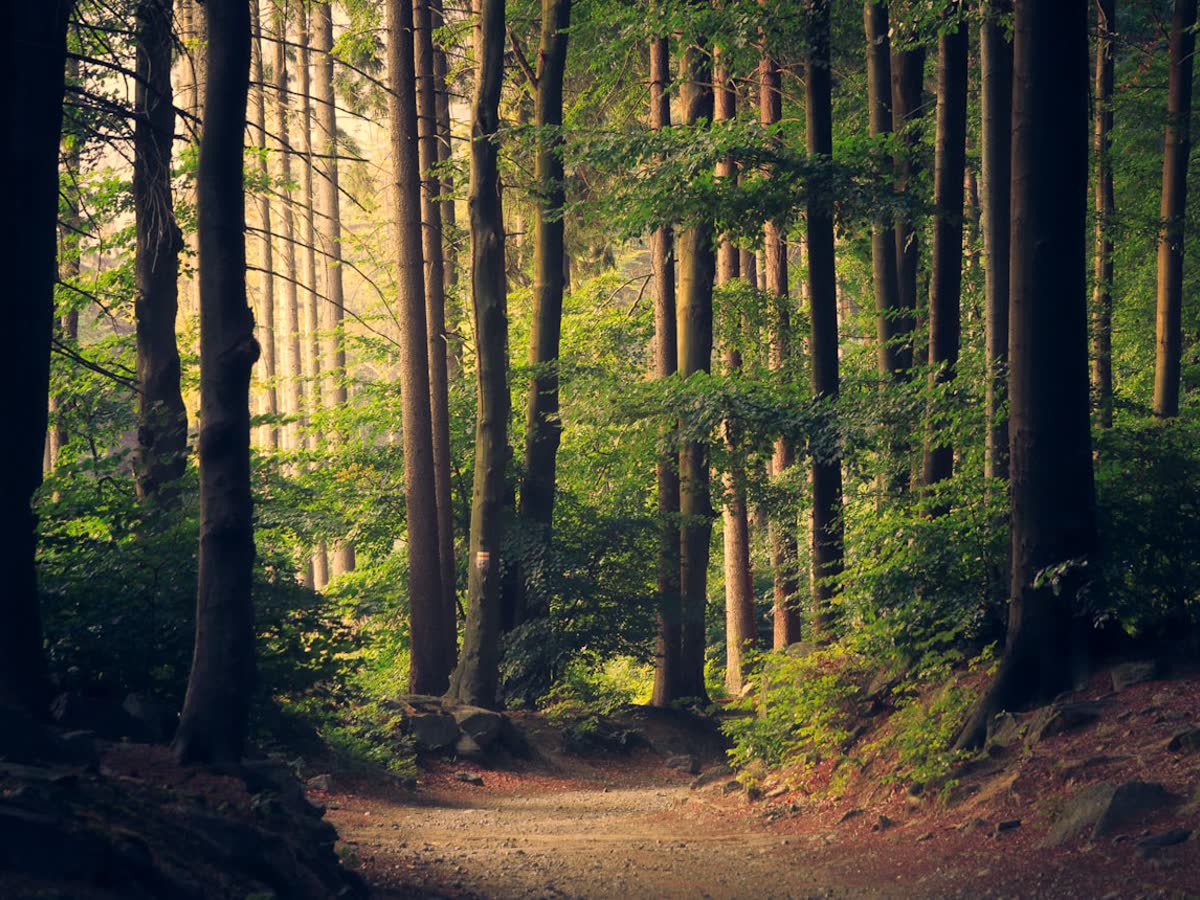 Tree-lined roads near the layout