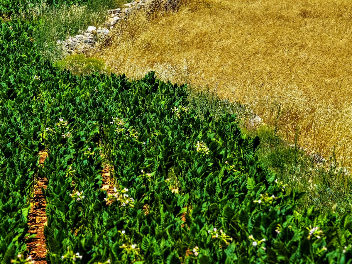 Fertile farmland surrounding Polipalle
